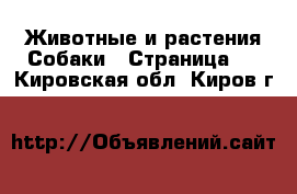 Животные и растения Собаки - Страница 5 . Кировская обл.,Киров г.